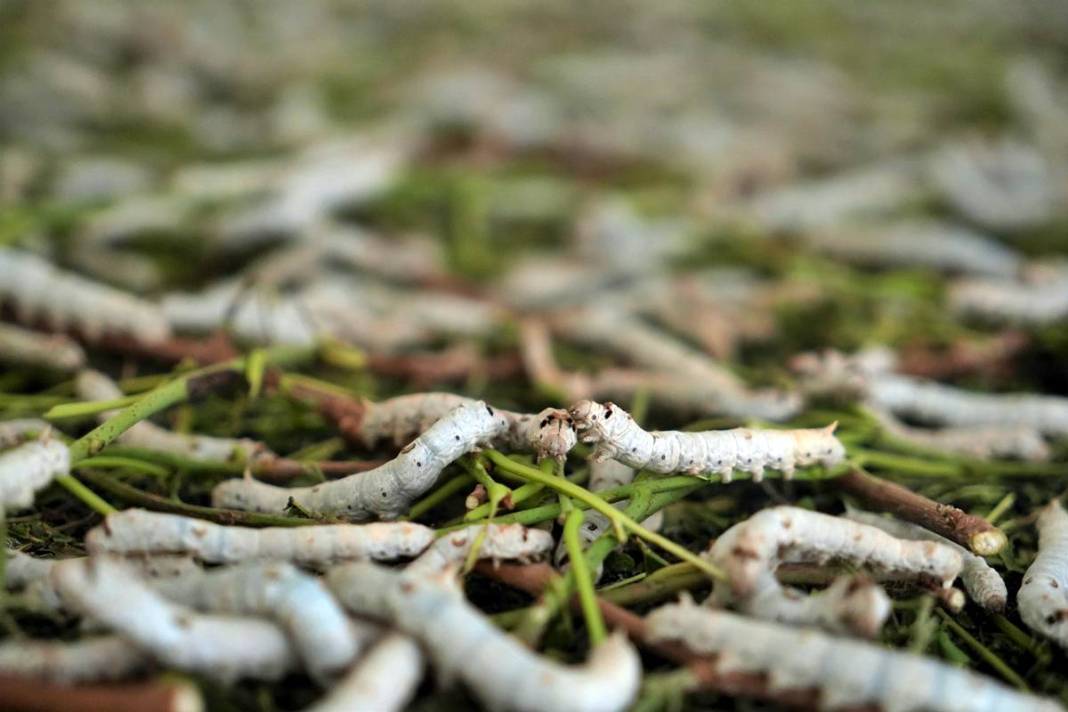 Yeni bir gelir kapısı: 50 günde binlerce lira kazanma fırsatı! Devletten alım garantisi var 7